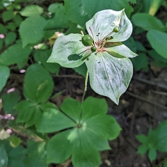 Medeola virginiana