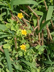 Oxalis stricta