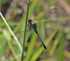 Erythemis simplicicollis
