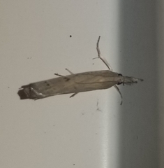 Fissicrambus mutabilis
