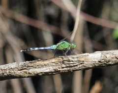 Erythemis simplicicollis