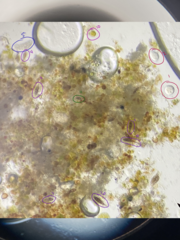 Dothideomycetes
