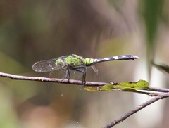 Erythemis simplicicollis