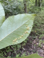 Caryomyia