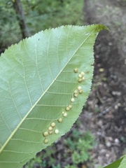 Caryomyia