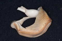 Struthiolaria papulosa