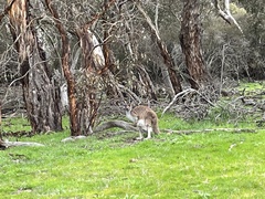 Macropus fuliginosus