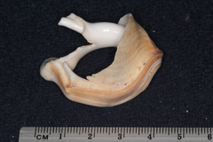 Struthiolaria papulosa