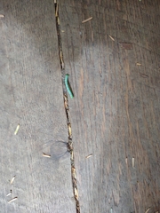 Uresiphita