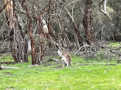 Macropus fuliginosus
