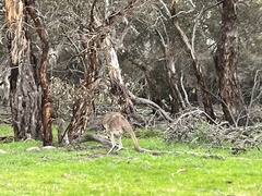 Macropus fuliginosus