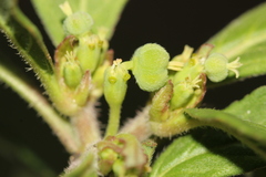 Euphorbia cuphosperma