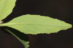Euphorbia cuphosperma