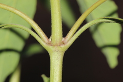 Euphorbia cuphosperma