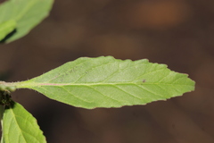 Euphorbia cuphosperma