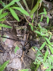 Pelecinus polyturator