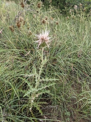 Cirsium ochrocentrum