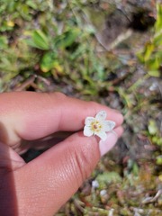 Parnassia palustris