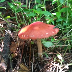 Leratiomyces ceres