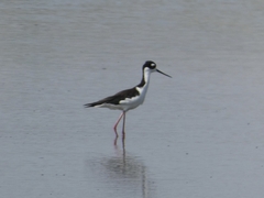 Himantopus mexicanus