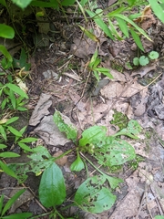 Pelecinus polyturator