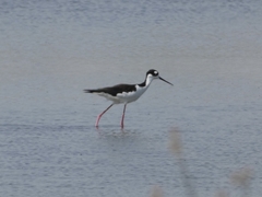 Himantopus mexicanus