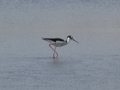 Himantopus mexicanus