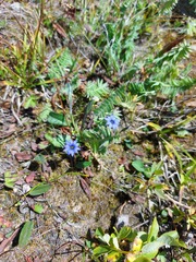 Gentiana