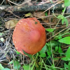 Leratiomyces ceres