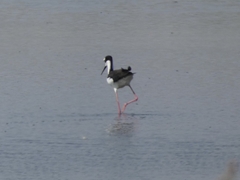 Himantopus mexicanus