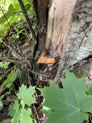 Cerioporus squamosus