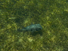 Chilomycterus reticulatus