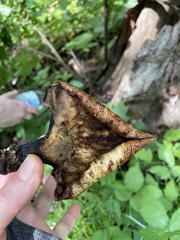 Cerioporus squamosus