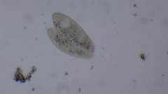 Paramecium