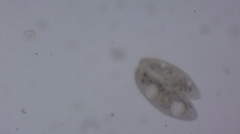 Paramecium