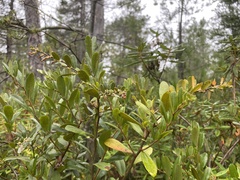 Chamaedaphne calyculata