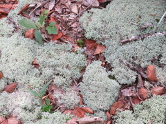 Cladonia subtenuis