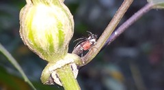 Cyphonia trifida