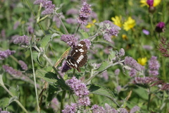 Neptis rivularis