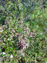 Rhododendron parvifolium