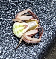 Misumenoides formosipes