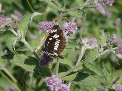 Neptis rivularis