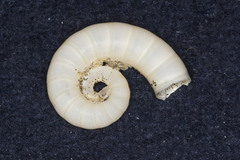 Spirula spirula