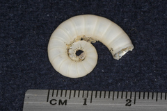 Spirula spirula