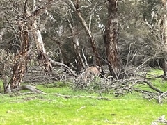 Macropus fuliginosus