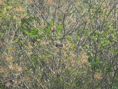 Rostrhamus sociabilis