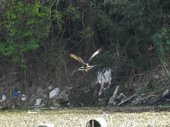 Rostrhamus sociabilis