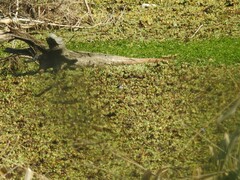 Fluvicola albiventer