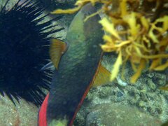 Notolabrus gymnogenis