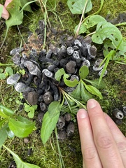 Xylaria polymorpha